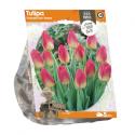 Baltus Tulipa Triumph Tom Pouce tulpen bloembollen per 5 stuks